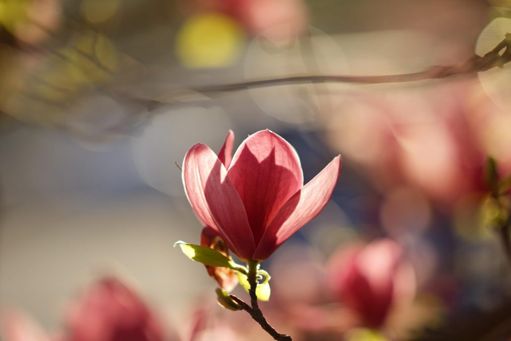 春天的玉蘭花